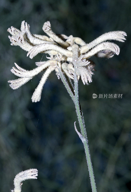 袋鼠爪 (Anigozanthos flavidus)